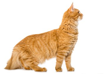 Maine Rakun Kedisi beyazda izole edilmiş