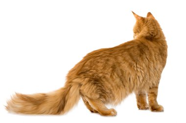 Maine Rakun Kedisi beyazda izole edilmiş