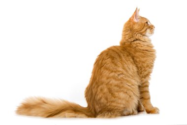 Maine Rakun Kedisi beyazda izole edilmiş