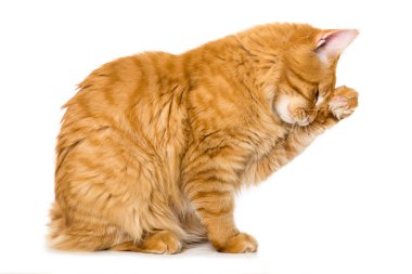 Maine Rakun Kedisi kendini temizliyor. 