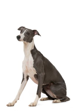 Kırbaç köpeği beyaz arkaplanda izole edildi