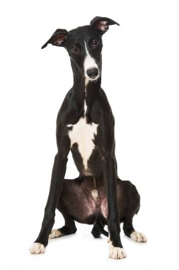 Kırbaç köpeği beyaz arkaplanda izole edildi