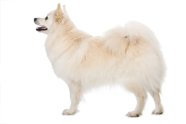 Japanese Spitz Stock Photos Royalty Free Images Page 2 Depositphotos Japanese Spitz Stock Photos Royalty Free Images Page 2 Depositphotos