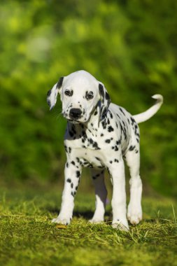 Dalmaçyalı köpek yavrusu doğada