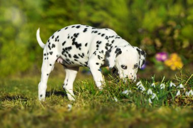 Dalmaçyalı köpek yavrusu doğada