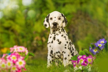 Dalmaçyalı köpek yavrusu doğada