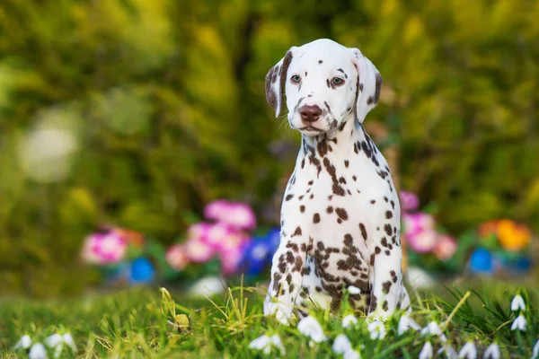 Dalmatian puppy in nature background