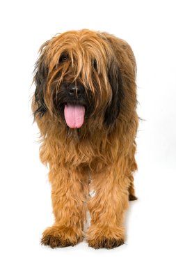 Briard köpeği beyazda izole edilmiş