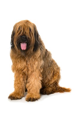 Briard köpeği beyazda izole edilmiş