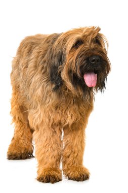 Briard köpeği beyazda izole edilmiş