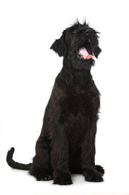 Beyaz arka planda genç dev schnauzer köpeği