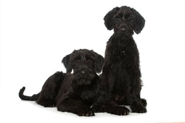 Beyaz arka planda genç dev schnauzer köpeği