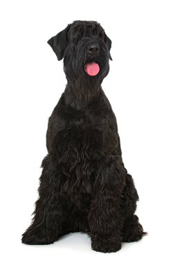 Dev schnauzer köpeği beyazı izole etti.