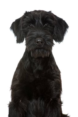 Beyaz arka planda genç dev schnauzer köpeği