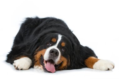 Bernese Dağ Köpeği beyazı izole etti
