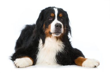 Bernese Dağ Köpeği beyazı izole etti