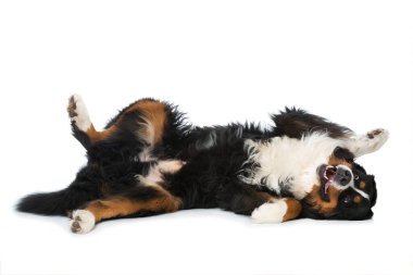 Bernese mountain dog isolated on white clipart