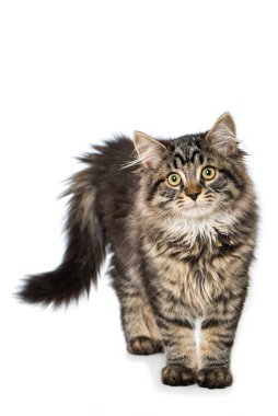 Genç tekir rakun melez kedi beyazda izole edilmiş.