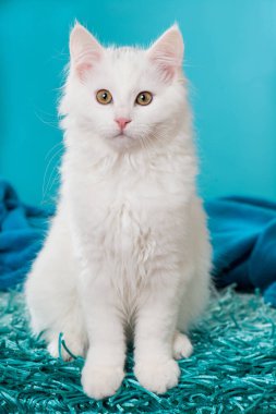 Battaniyedeki beyaz kedi yavrusu