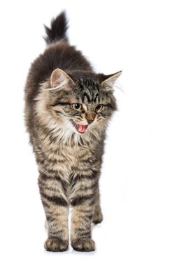 Genç tekir rakun melez kedi beyazda izole edilmiş.