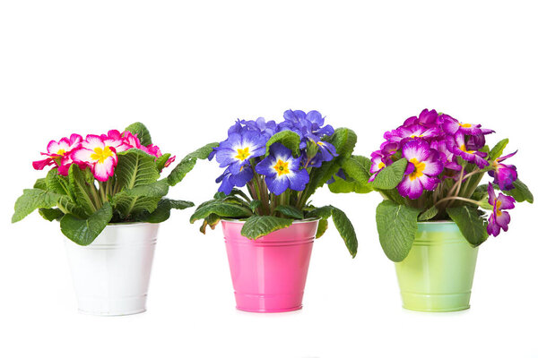 Цветные первоцветы, изолированные на белом