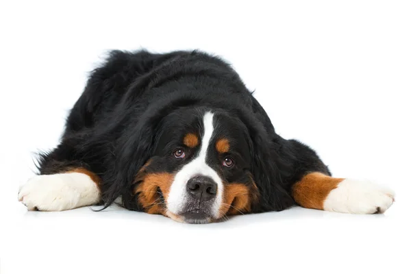 Bernese Dağ Köpeği Beyazı Izole Etti — Stok fotoğraf