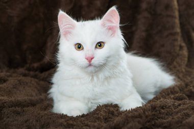 Battaniyeye uzanmış beyaz kedi yavrusu