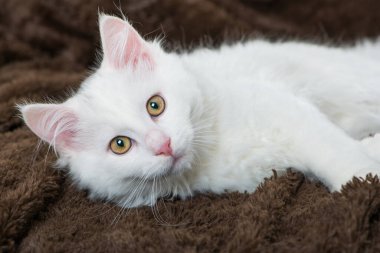 Battaniyeye uzanmış beyaz kedi yavrusu