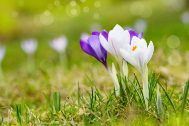 Bahar çayırında mor timsahlar 