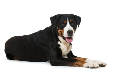 Büyük İsviçre Dağ Köpeği