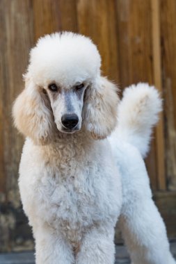 Tahta arka planda genç kraliyet kanişi.