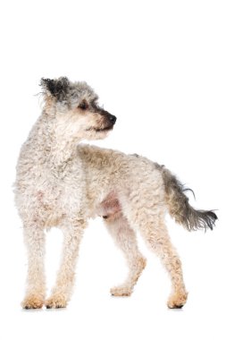 Beyaz arka planda Pumi köpeği