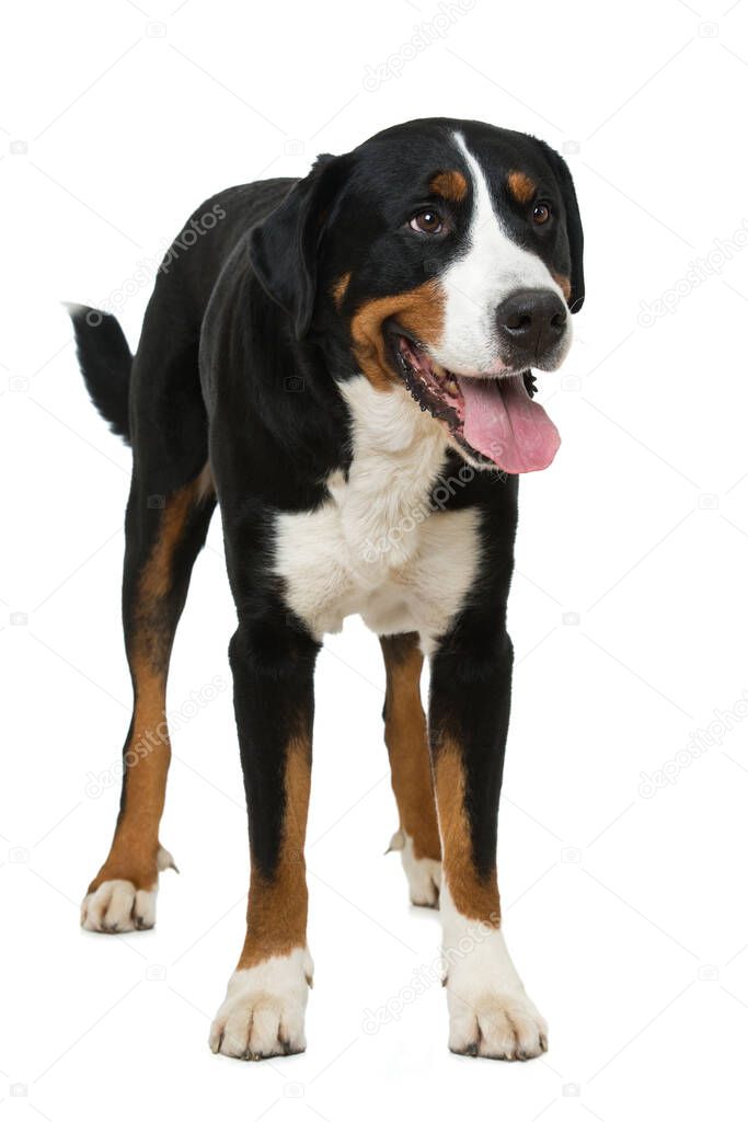Great Swiss Mountain Dog isolated
