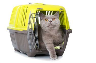 Beyazlar üzerinde izole edilmiş bir nakliye kutusundaki genç İngiliz kısa hava kedisi