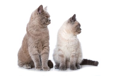 İki genç İngiliz kısa hava kedisi beyazda izole edilmiş.