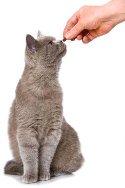 Genç İngiliz kısa hava kedisi, beyazın üzerinde elden ele izole edilmiş bir ziyafet alır.