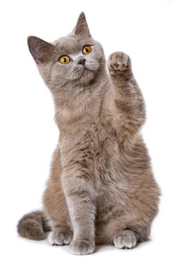 Genç İngiliz kısa hava kedisi, beyaz patiyi kaldır.