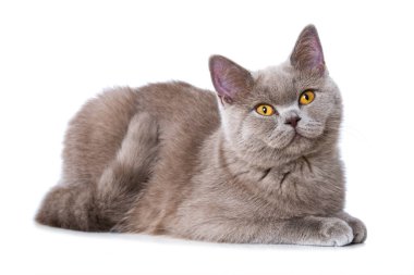 Young british shorthair cat isolated on white clipart