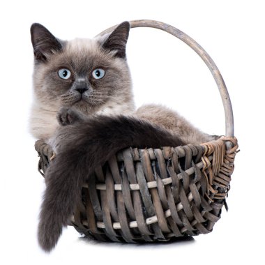 Sepetteki genç İngiliz kısa hava kedisi