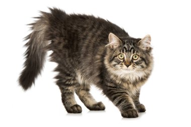 Beyaz üzerine izole edilmiş tekir melezi kedi yavrusu.