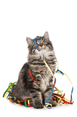 Beyaz arka planda izole edilmiş flamalı tekir kedicik.