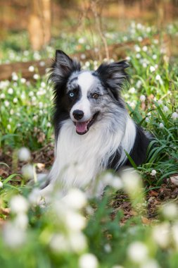 Bahar otlağındaki Collie köpeği