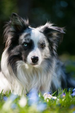 Bahar otlağındaki Collie köpeği