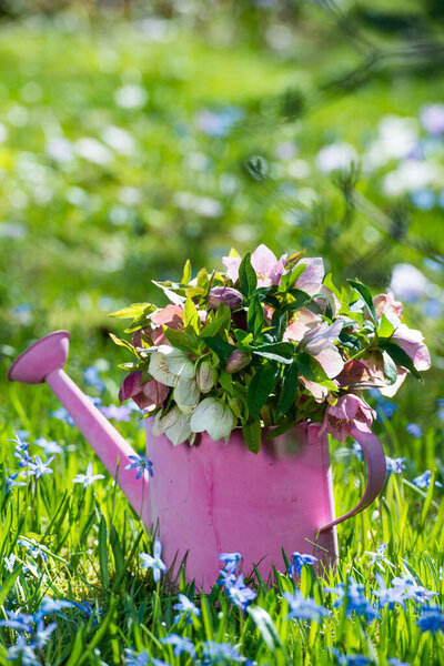 pring flowers in a watering can
