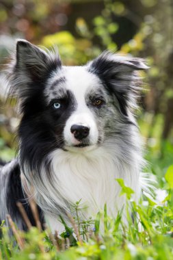 Bahar otlağında bir çoban köpeği