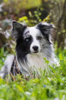 Bahar otlağında bir çoban köpeği