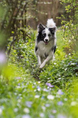 Bahar otlağında bir çoban köpeği