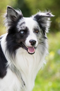 Bahar otlağında bir çoban köpeği