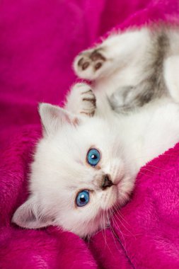 Pembe battaniyede sevimli bir kedi yavrusu.