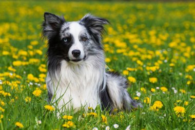Çiçek çayırında Collie köpeği